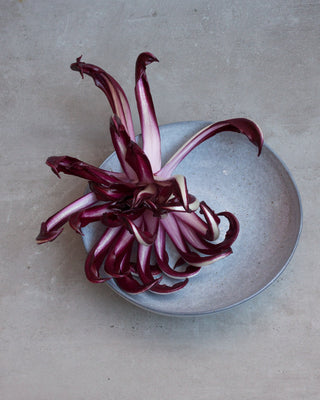 Roter Radicchio liegt dekorativ in einer grauen Schale auf grauem Hintergrund.